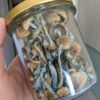 Close-up image of a Golden Teacher mushroom, a popular variety of psilocybin mushroom with a golden cap and white stem.