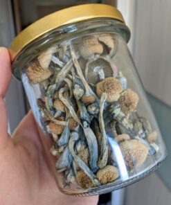 Close-up image of a Golden Teacher mushroom, a popular variety of psilocybin mushroom with a golden cap and white stem.