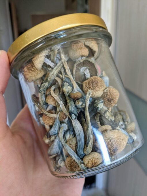 Close-up image of a Golden Teacher mushroom, a popular variety of psilocybin mushroom with a golden cap and white stem.