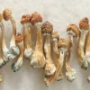 Liberty Caps Mushroom