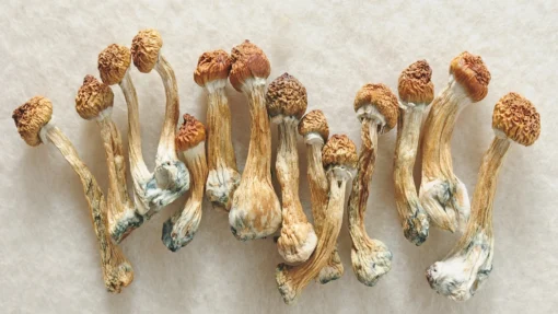 http://ericpsychshop.com/product/buy-shrooms-online/