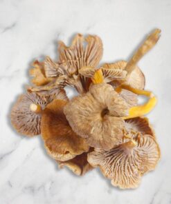 A close-up image of a vibrant golden Chanterelle mushroom with its distinctive wavy, funnel-shaped cap and forked gills, set against a forest floor background.